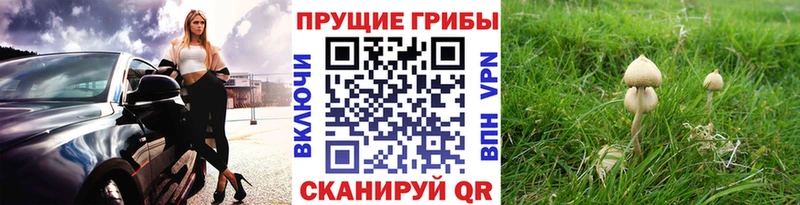 купить   Навашино  Галлюциногенные грибы Psilocybine cubensis 